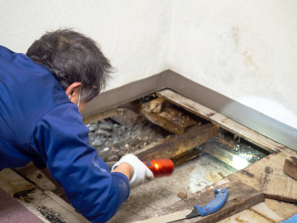 Best Same-Day Mold Removal  in Fruitridge Pocket, CA