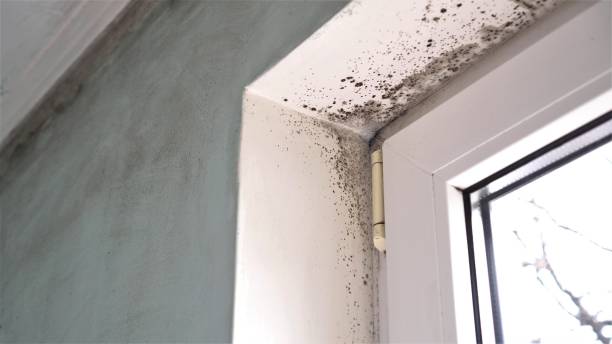Best Commercial Mold Removal  in Fruitridge Pocket, CA