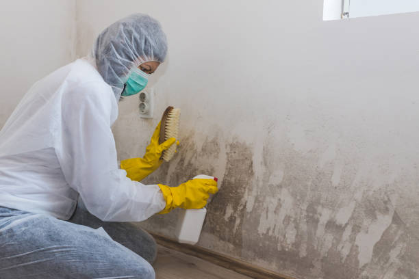Best Professional Mold Removal  in Fruitridge Pocket, CA