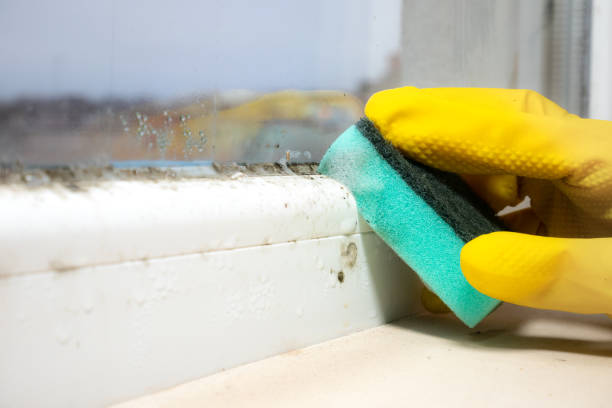Best Professional Mold Removal  in Fruitridge Pocket, CA