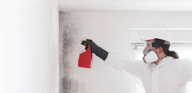 Best Attic Mold Removal  in Fruitridge Pocket, CA