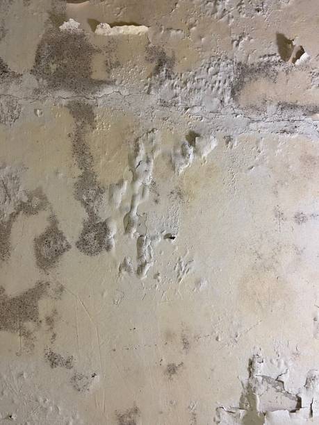 Certified Mold Removal in Fruitridge Pocket, CA