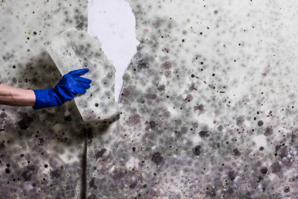 Best Toxic Mold Removal  in Fruitridge Pocket, CA